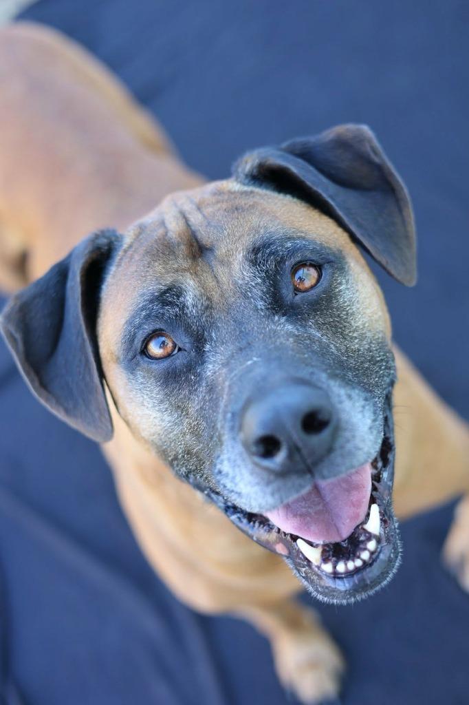 Enlarge Rex, a Adoptable mixed breed in Warren, MI image 1/6