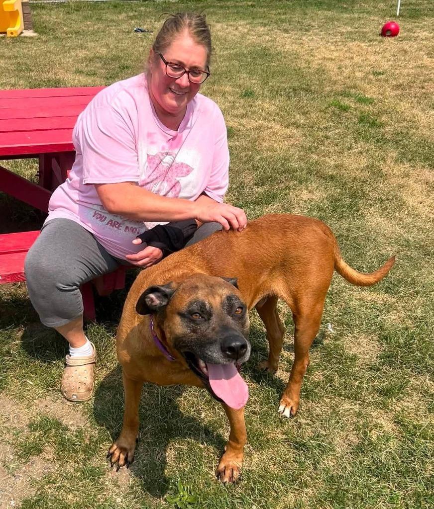 Enlarge Rex, a Adoptable mixed breed in Warren, MI image 4/6