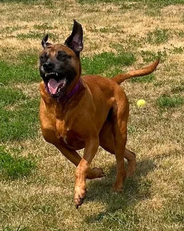 Enlarge Rex, a Adoptable mixed breed in Warren, MI image 5/6