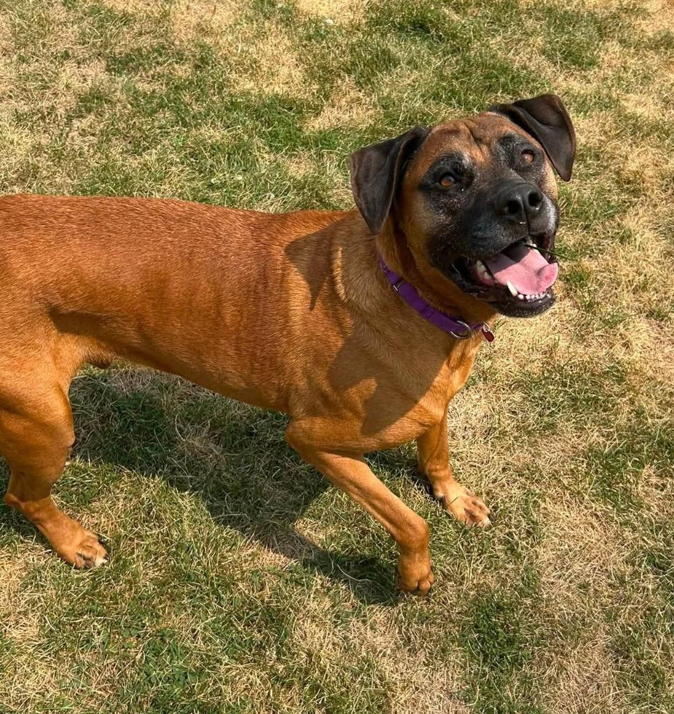 Enlarge Rex, a Adoptable mixed breed in Warren, MI image 6/6