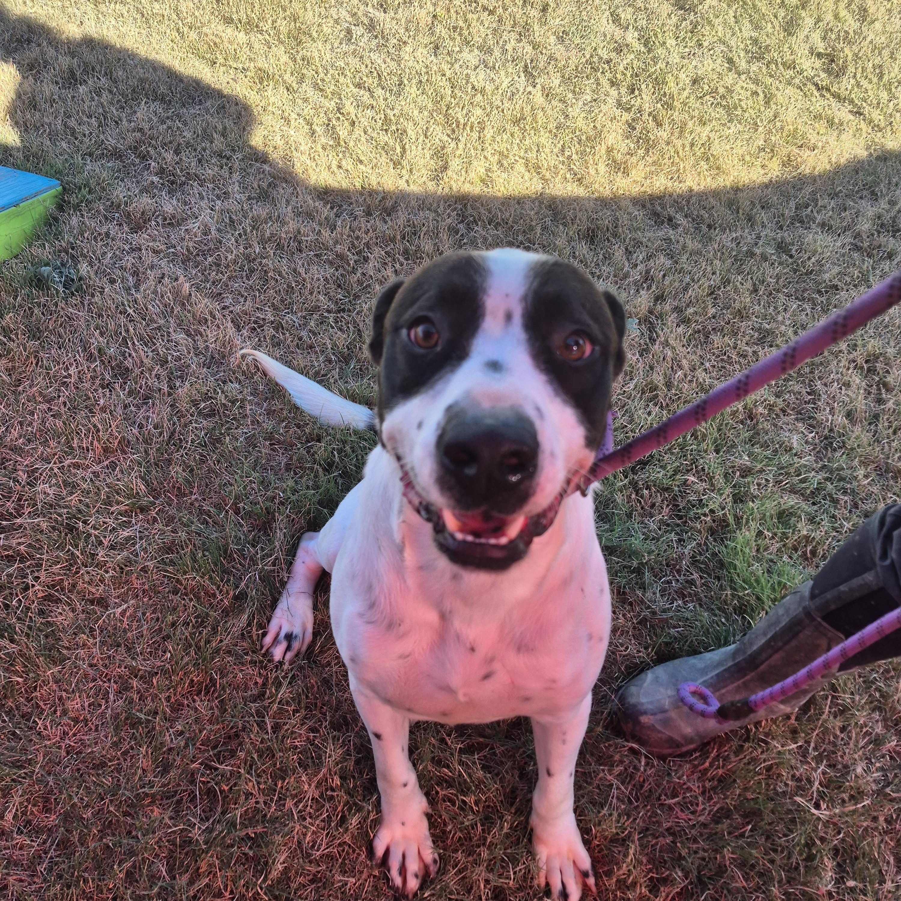 Balto — thumbnail 4