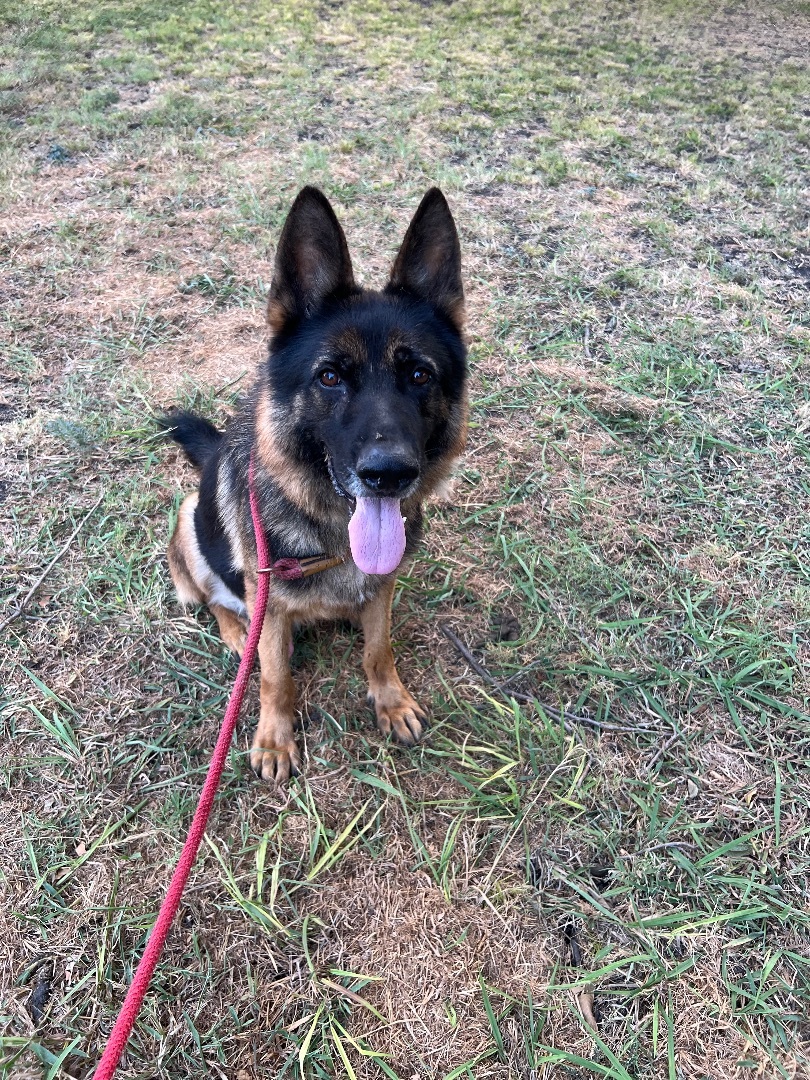 Ryker, Adoptable, Adult Male German Shepherd Dog.