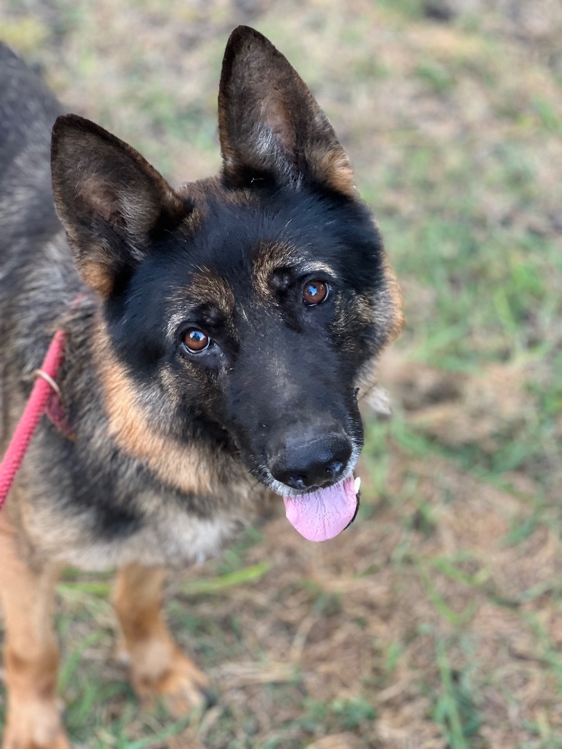 Enlarge Ryker, a Adoptable German Shepherd Dog in Anna, TX image 2/4