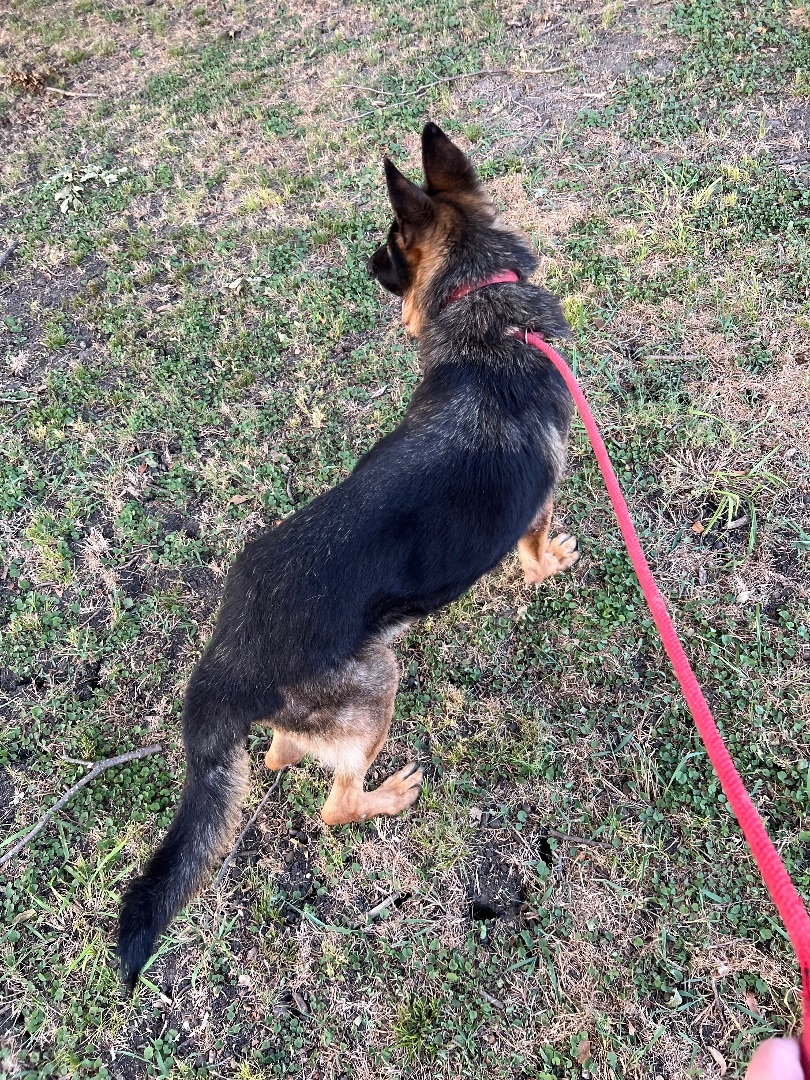 Enlarge Ryker, a Adoptable German Shepherd Dog in Anna, TX image 3/4