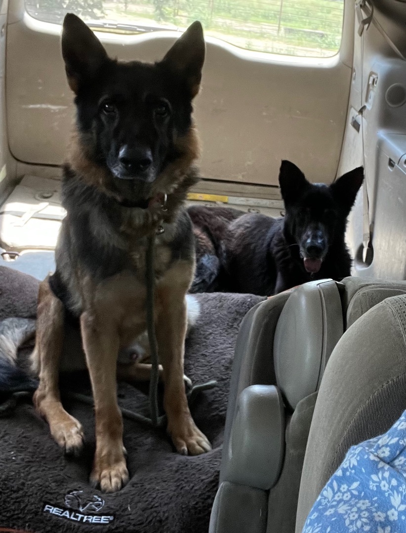 Enlarge Ryker, a Adoptable German Shepherd Dog in Anna, TX image 4/4