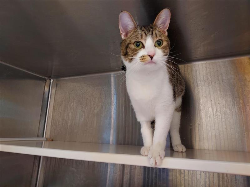 Effervescent, Adopted, Adult Female Domestic Short Hair.
