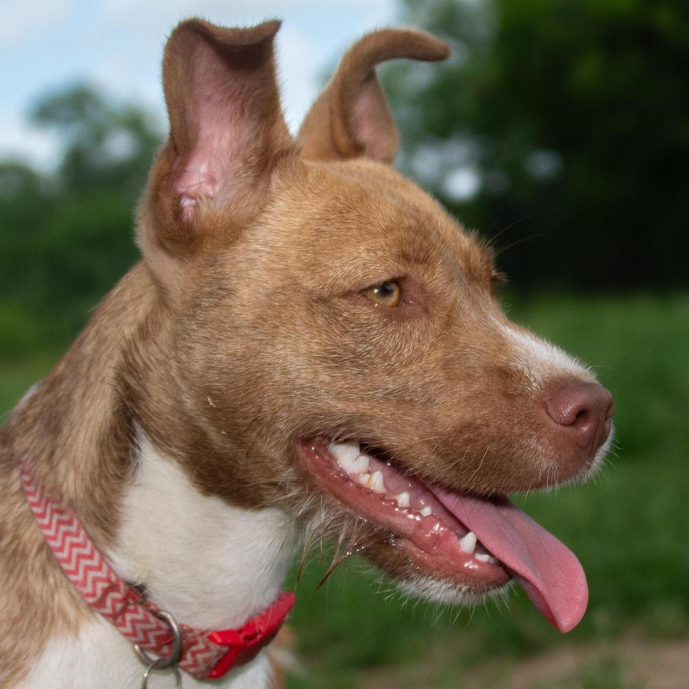 Enlarge Gypsum, a Adoptable mixed breed in Richmond, TX image 1/5