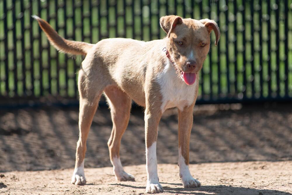 Enlarge Gypsum, a Adoptable mixed breed in Richmond, TX image 2/5