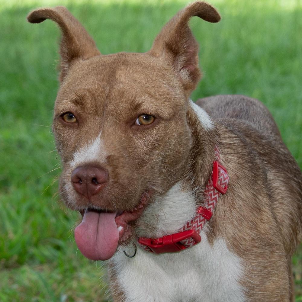 Gypsum, Adoptable, Adult Female Pit Bull Terrier.