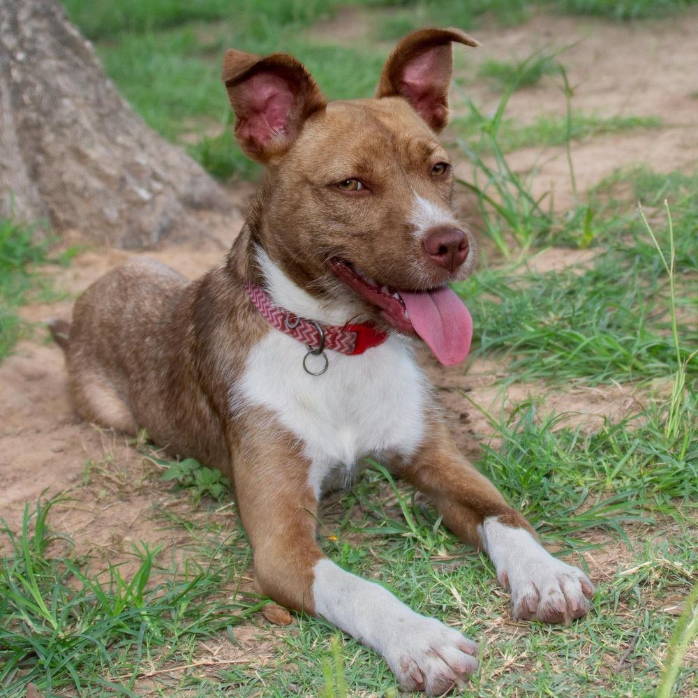 Enlarge Gypsum, a Adoptable mixed breed in Richmond, TX image 4/5