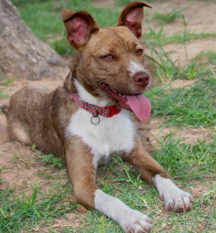 Enlarge Gypsum, a Adoptable mixed breed in Richmond, TX image 5/5