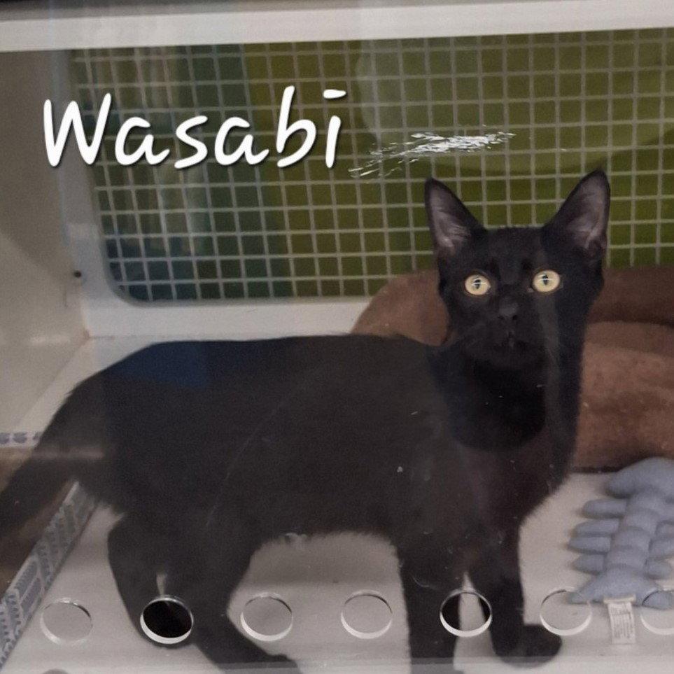 Wasabi #velcro-kitty, Adopted, Kitten Male Bombay.
