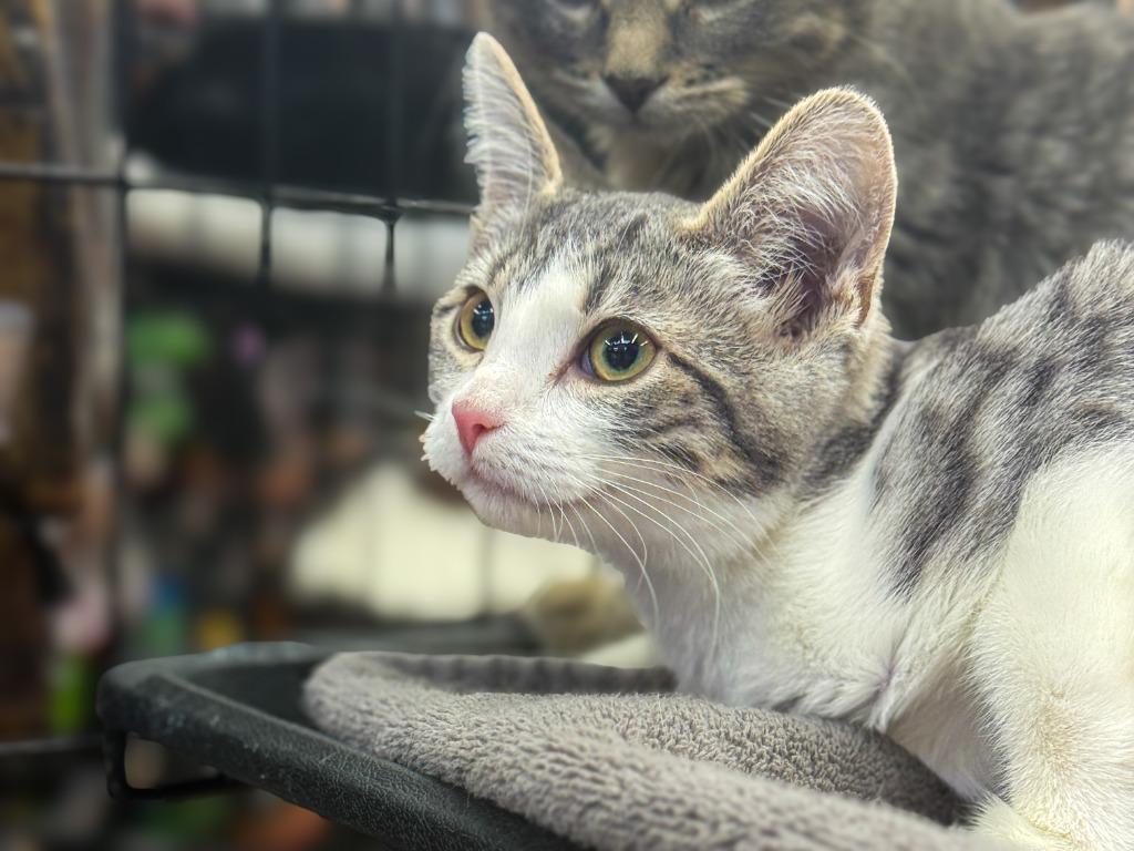 Enlarge Carmine, a Adoptable mixed breed in Calgary, AB image 2/6