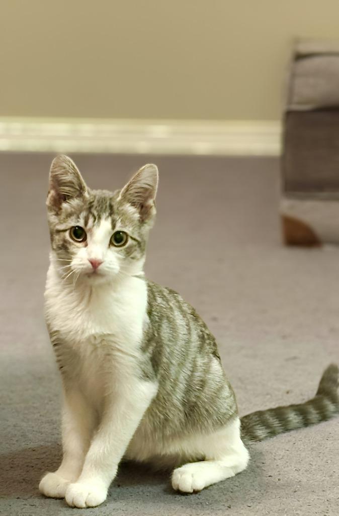 Enlarge Carmine, a Adoptable mixed breed in Calgary, AB image 5/6