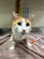 Blankey, ADOPTABLE, Adult Male Domestic Short Hair.