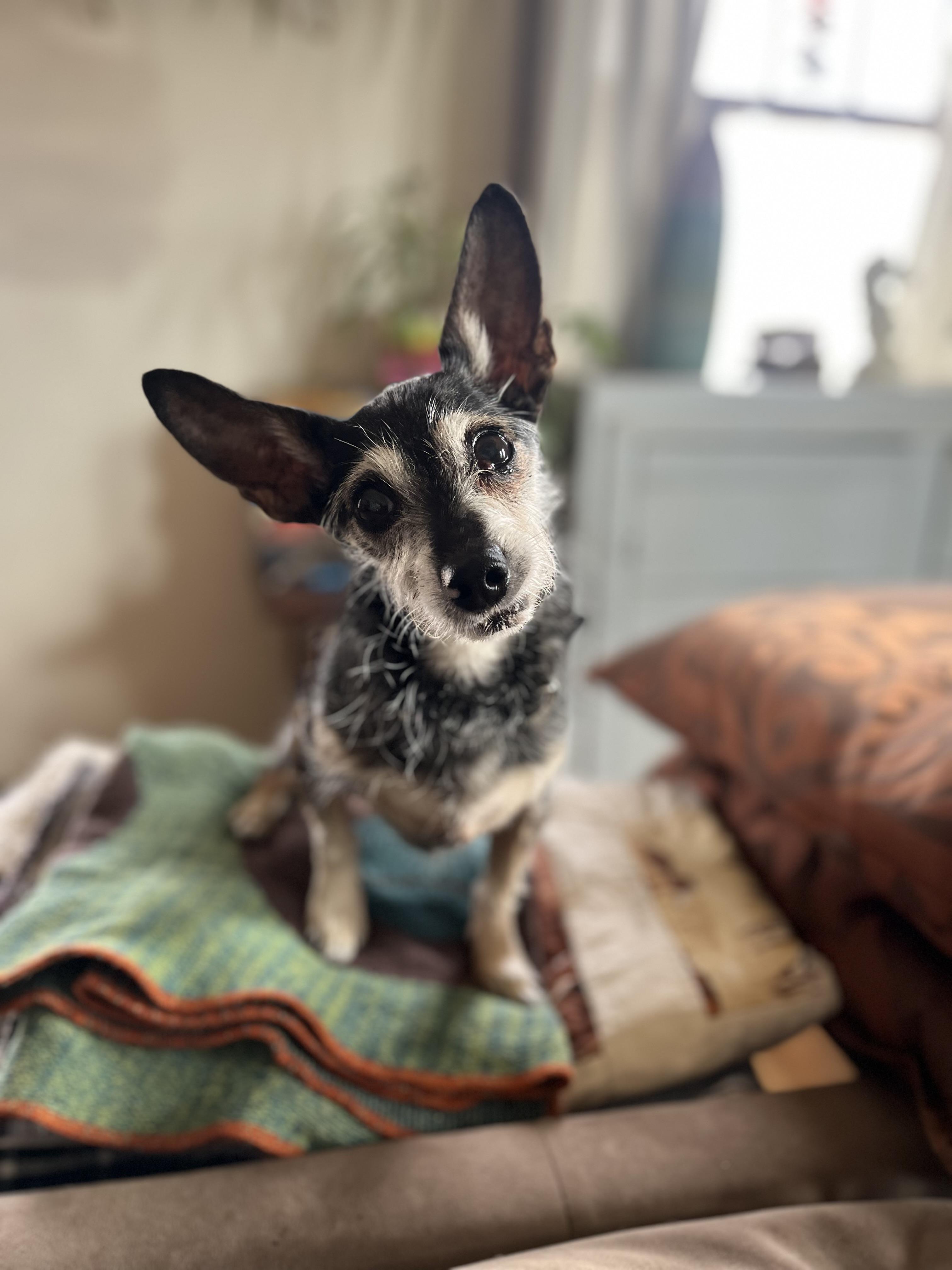 Mya, Adoptable, Senior Female Terrier & Mixed Breed.