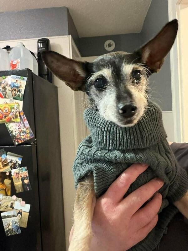 Enlarge Mya, a Adoptable mixed breed in Windsor, CO image 2/6