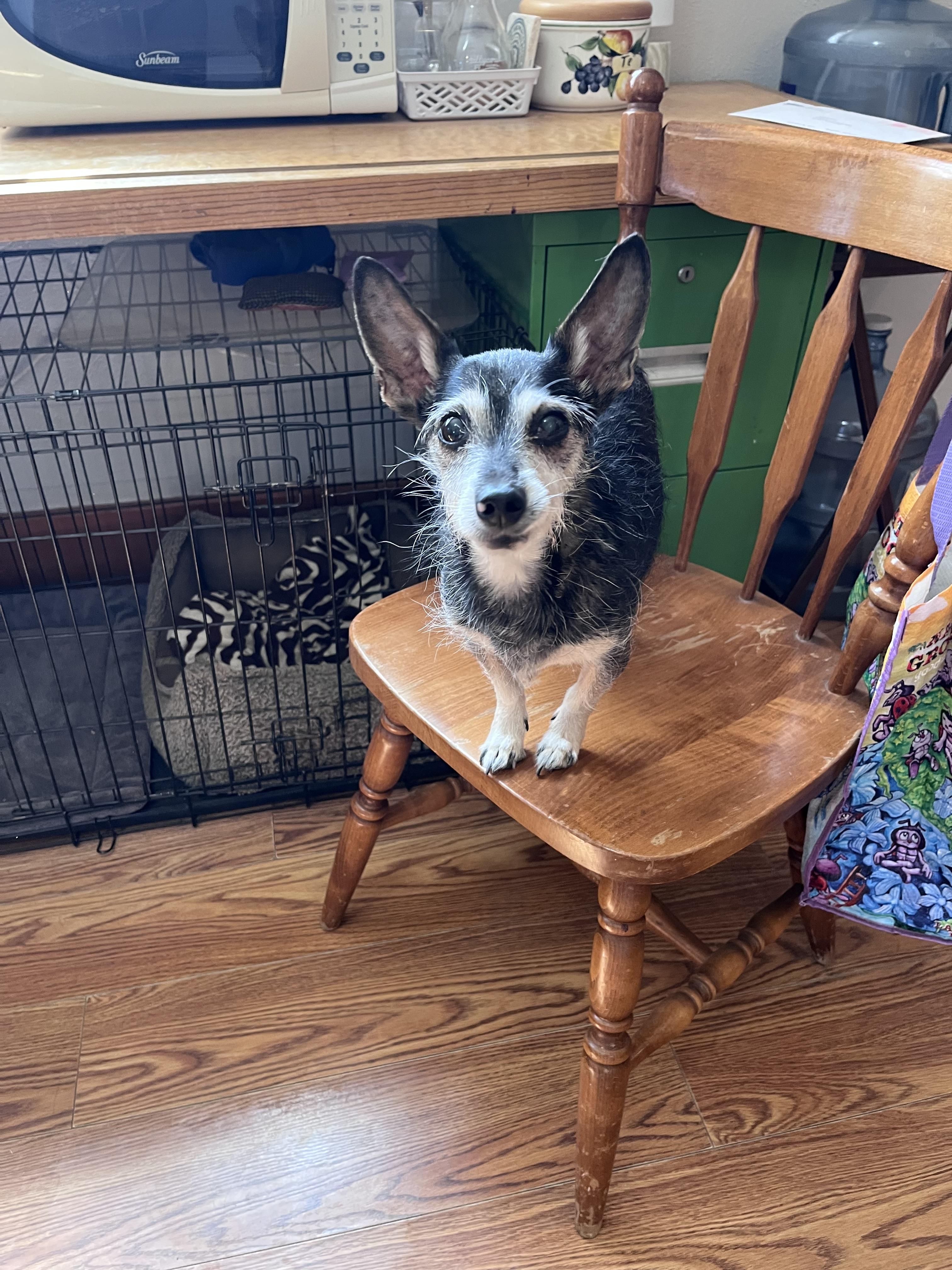 Enlarge Mya, a Adoptable mixed breed in Windsor, CO image 3/6