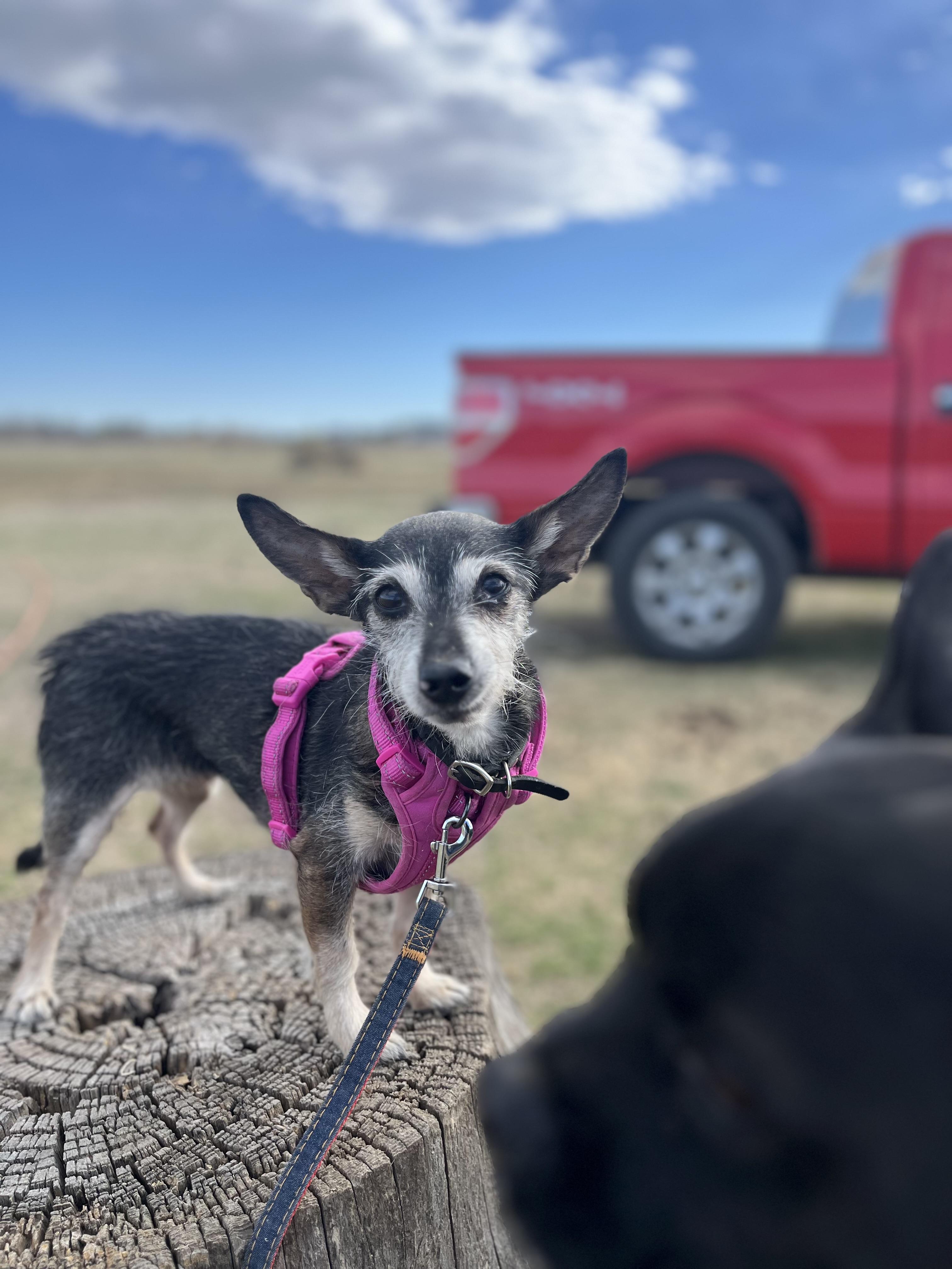 Enlarge Mya, a Adoptable mixed breed in Windsor, CO image 4/6