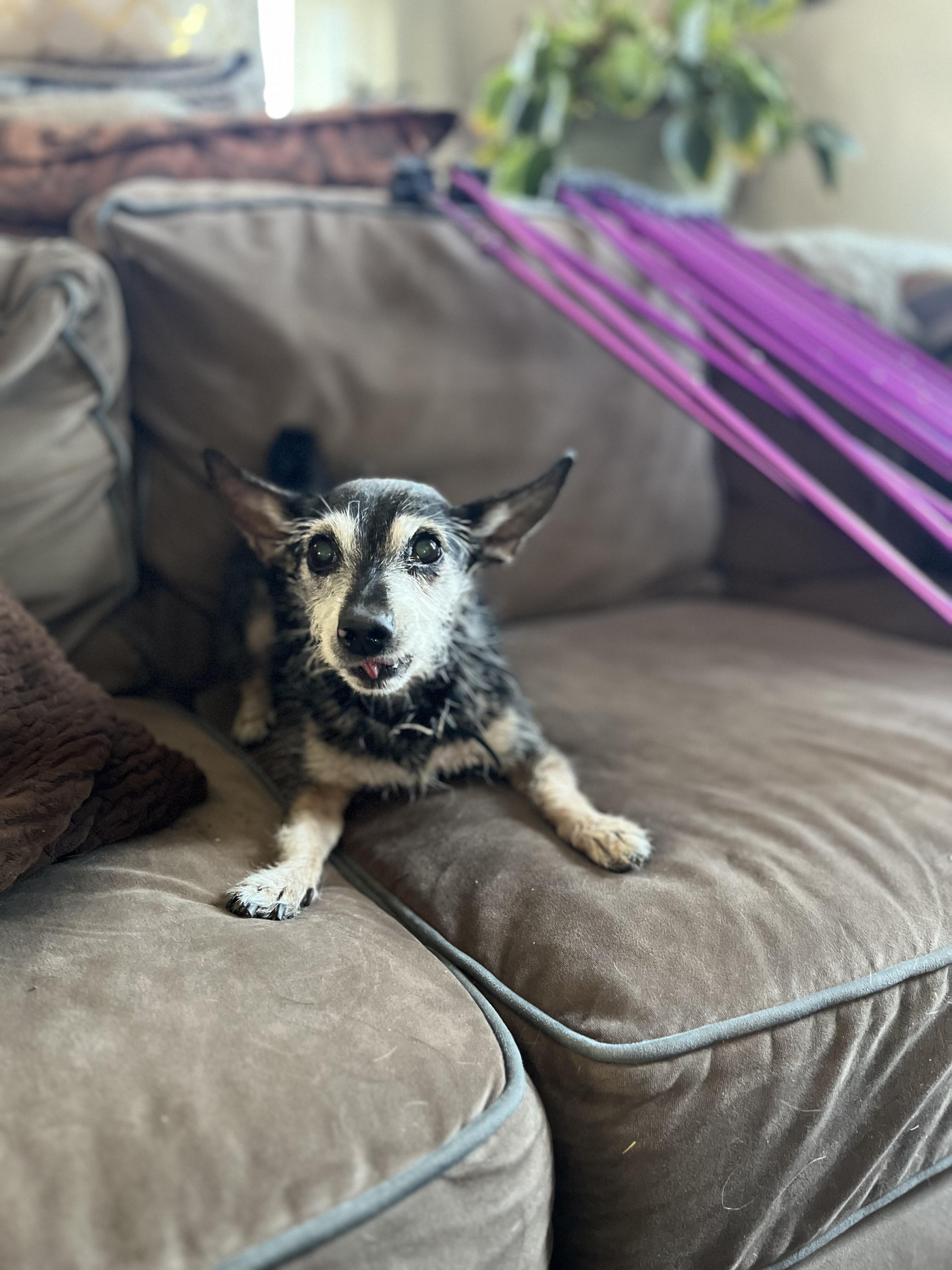 Enlarge Mya, a Adoptable mixed breed in Windsor, CO image 5/6