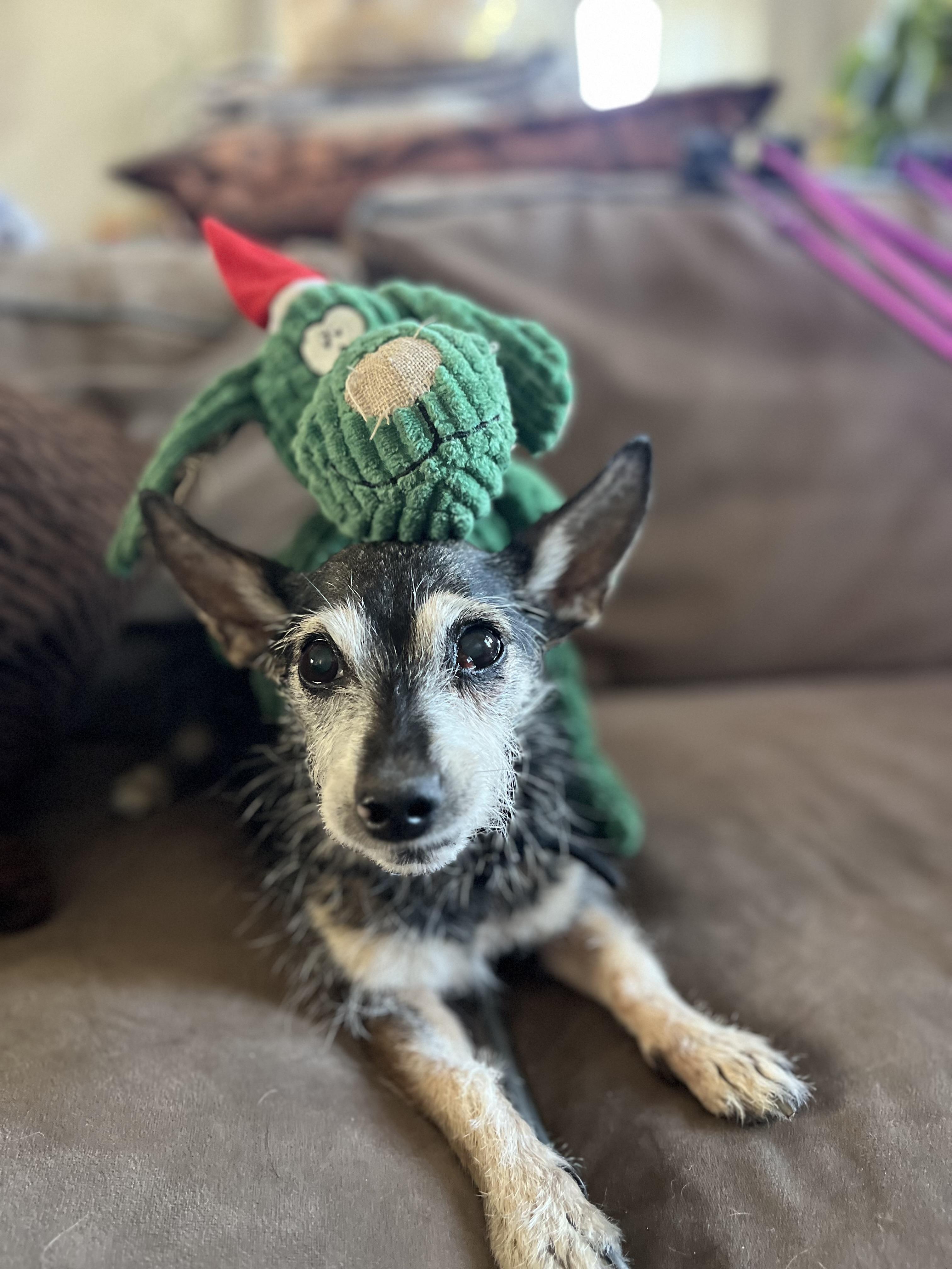 Enlarge Mya, a Adoptable mixed breed in Windsor, CO image 6/6