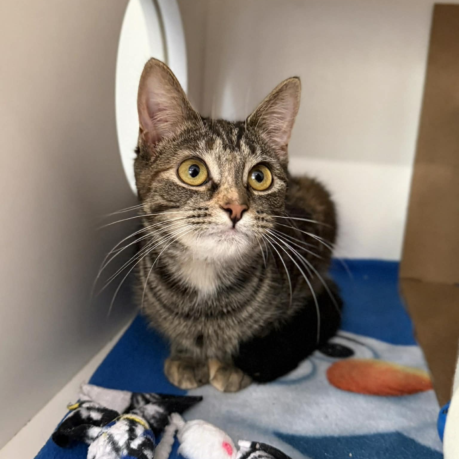 Enlarge Rebecca, an adopted mixed breed in Penn Yan, NY image 1/6