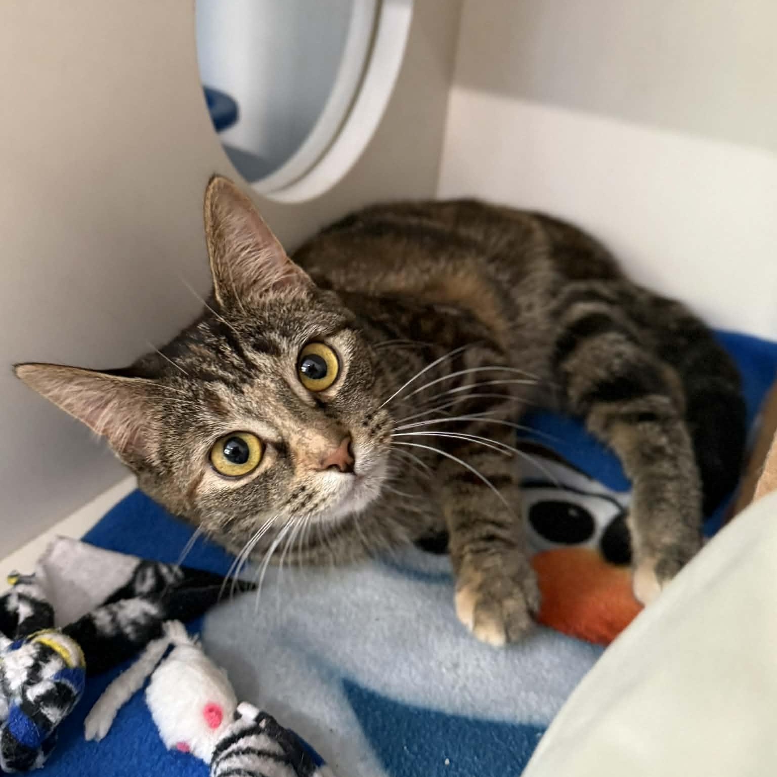 Enlarge Rebecca, an adopted mixed breed in Penn Yan, NY image 4/6