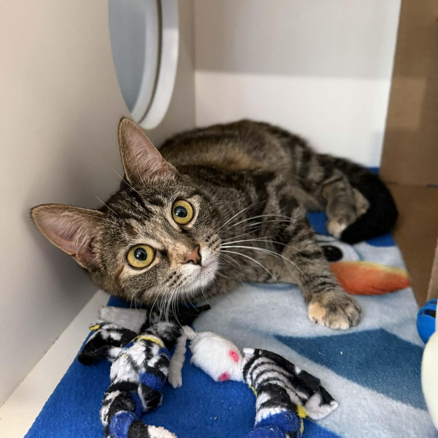 Enlarge Rebecca, an adopted mixed breed in Penn Yan, NY image 6/6