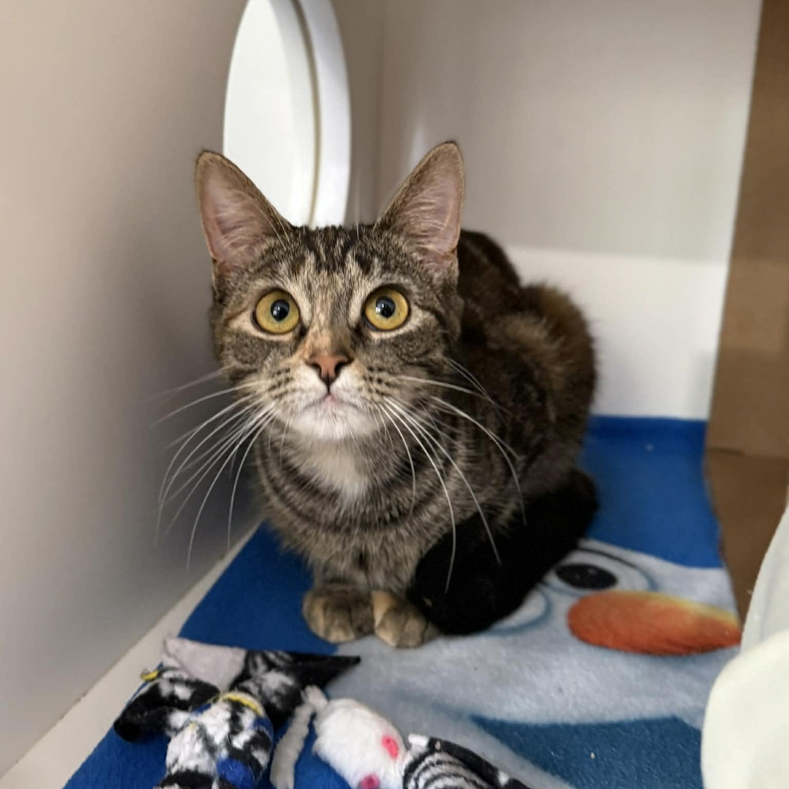 Enlarge Rebecca, an adopted mixed breed in Penn Yan, NY image 3/6