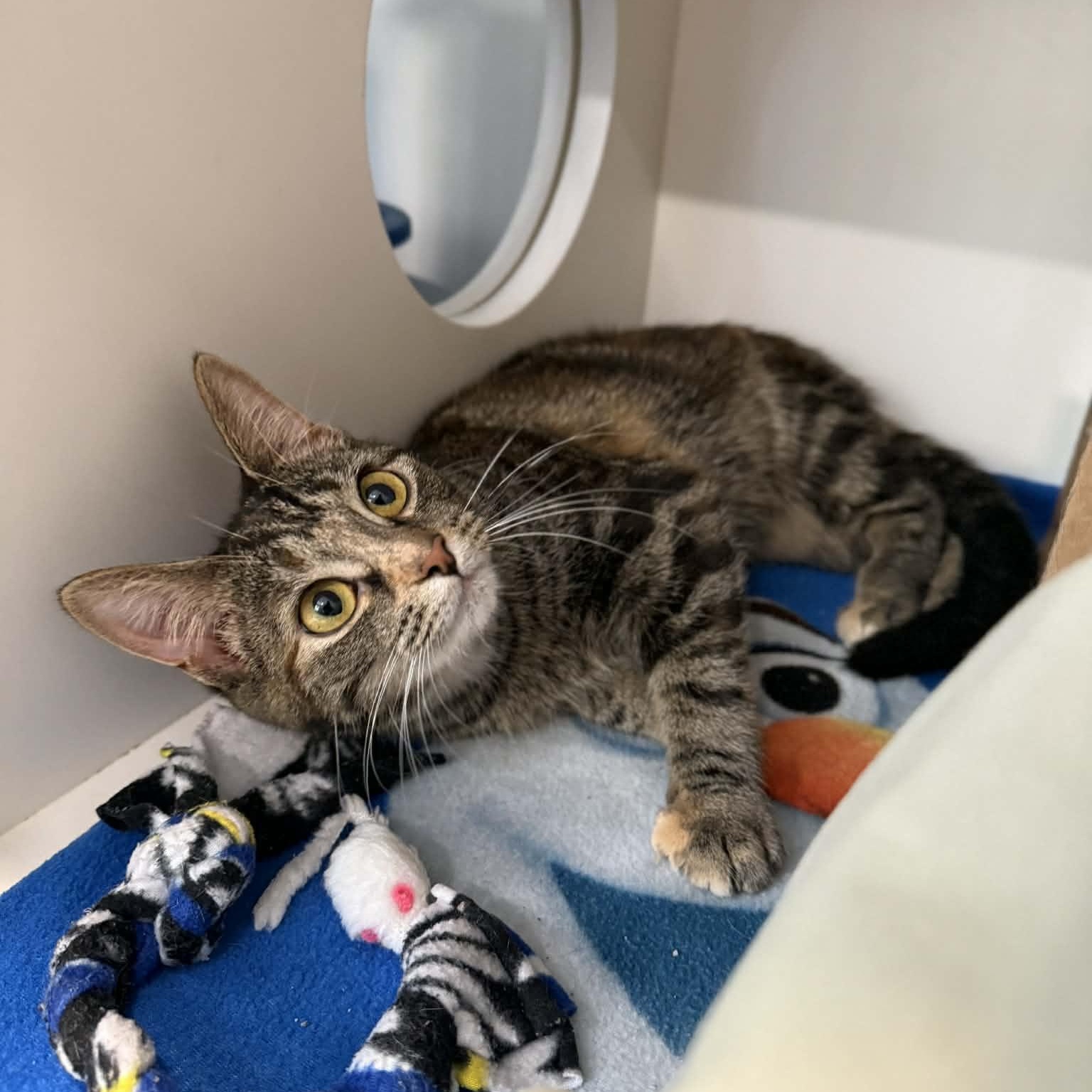 Enlarge Rebecca, an adopted mixed breed in Penn Yan, NY image 5/6