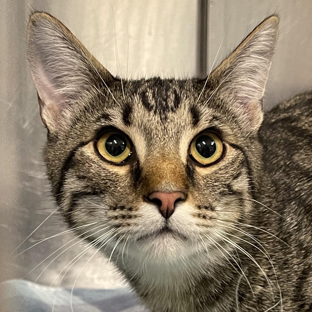 Tom, Adoptable, Young Male Domestic Short Hair.