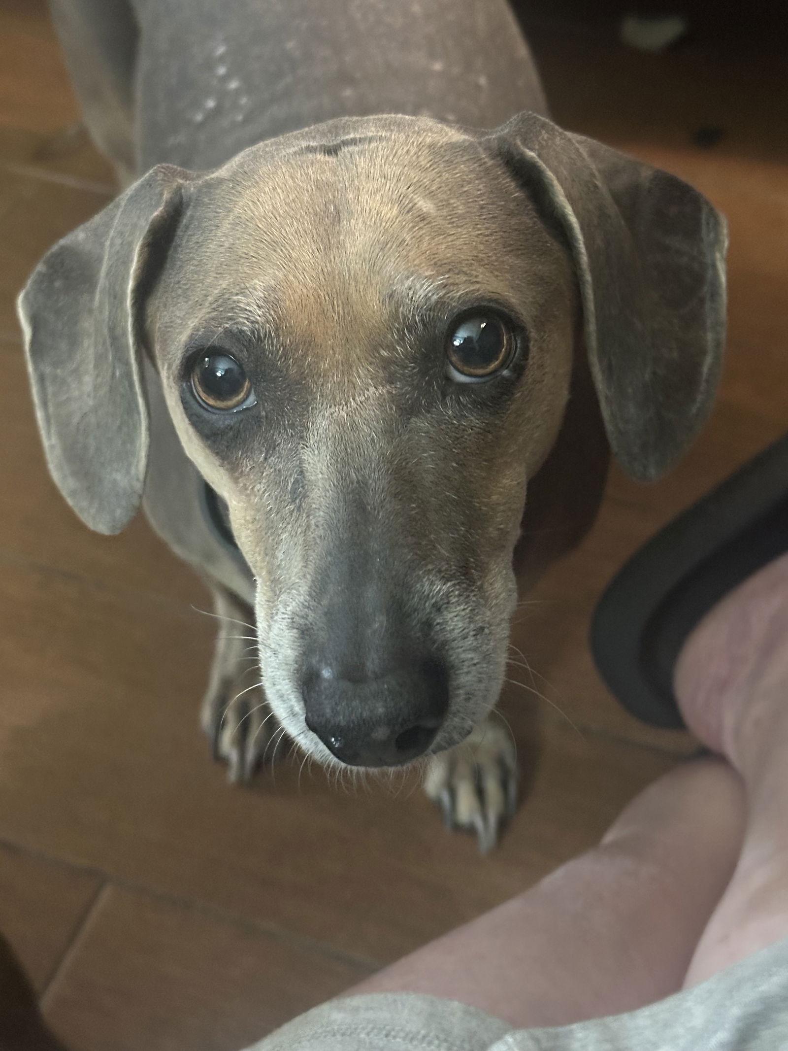 "Jack" fka Bear, Adoptable, Young Male Dachshund.