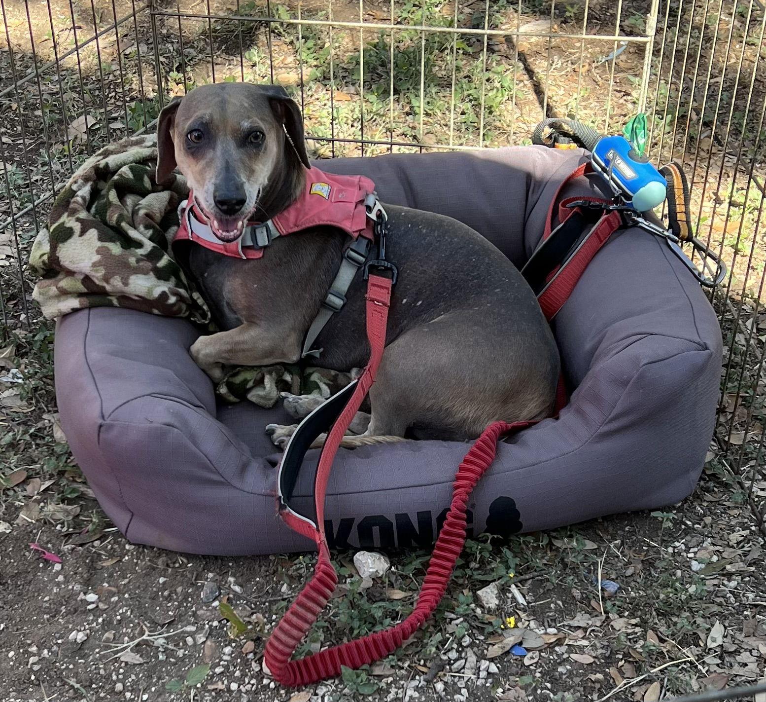 "Jack" fka Bear, a Adoptable Dachshund in Pearland, TX image 2/3
