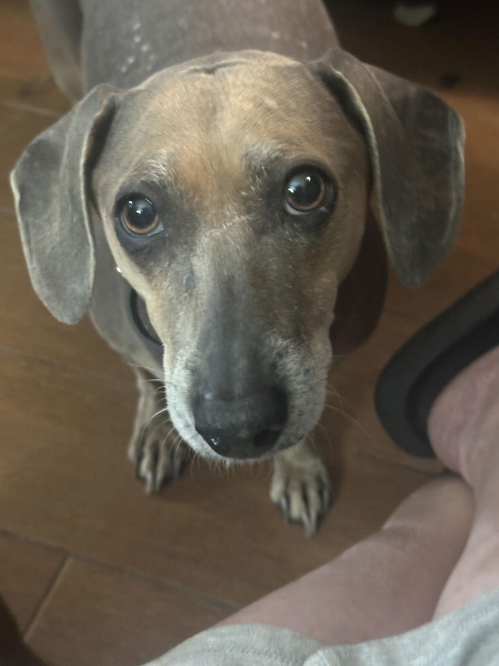 "Jack" fka Bear, a Adoptable Dachshund in Pearland, TX image 3/3