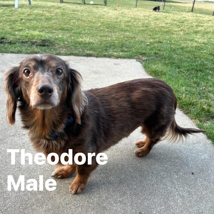 Enlarge Theodore, a Adopted Miniature Dachshund in Warsaw, IN image 1/1
