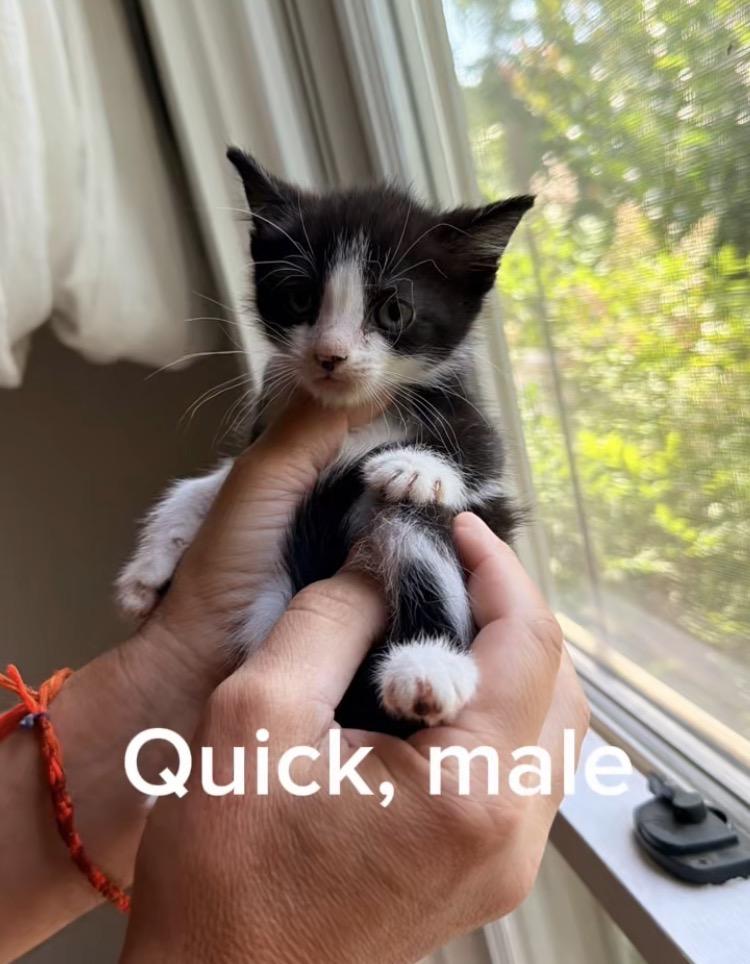 Quick, Adoptable, Kitten Male Domestic Short Hair.
