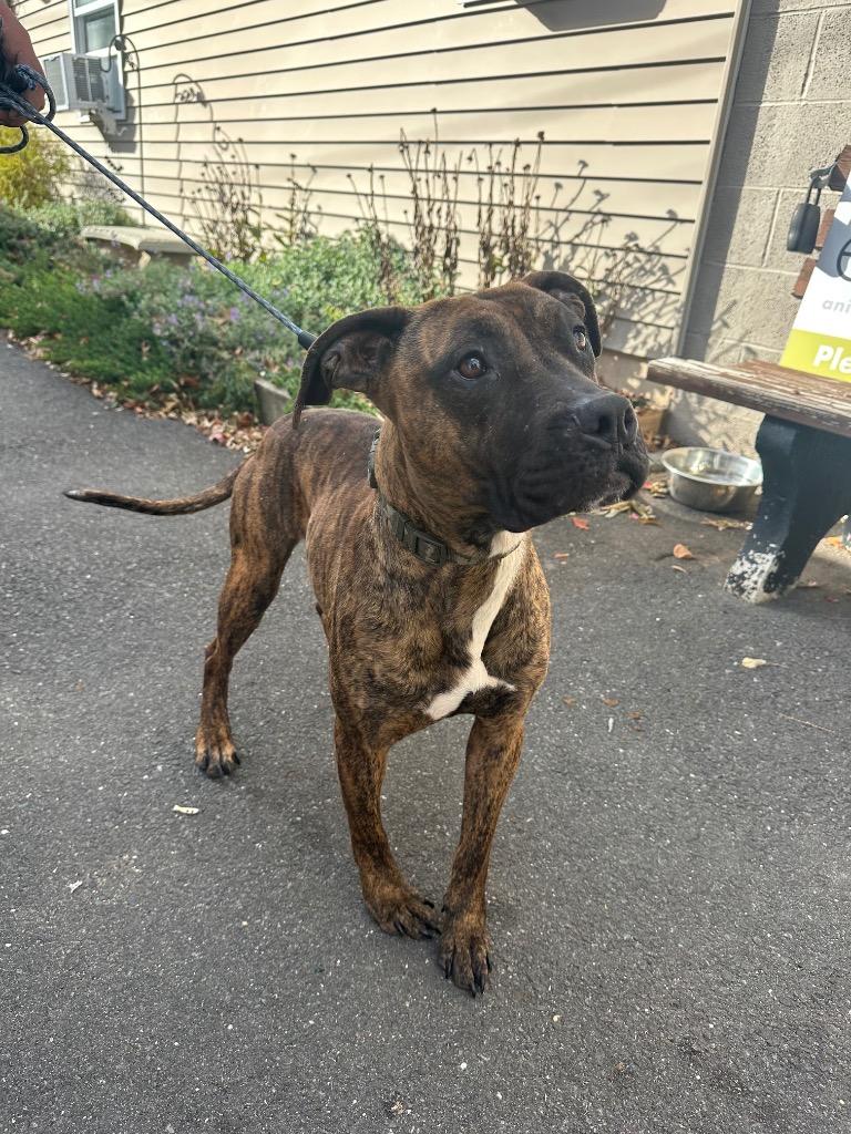 Cassie, Adoptable, Young Female American Staffordshire Terrier.