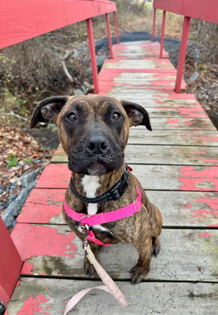 Cassie, a Adoptable American Staffordshire Terrier in Ewing, NJ image 2/6