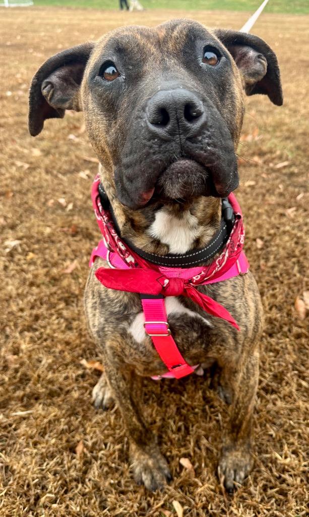 Cassie, a Adoptable American Staffordshire Terrier in Ewing, NJ image 3/6