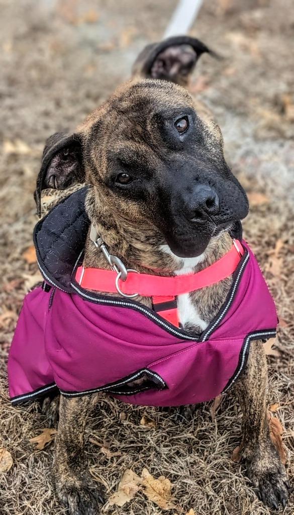 Cassie, a Adoptable American Staffordshire Terrier in Ewing, NJ image 4/6