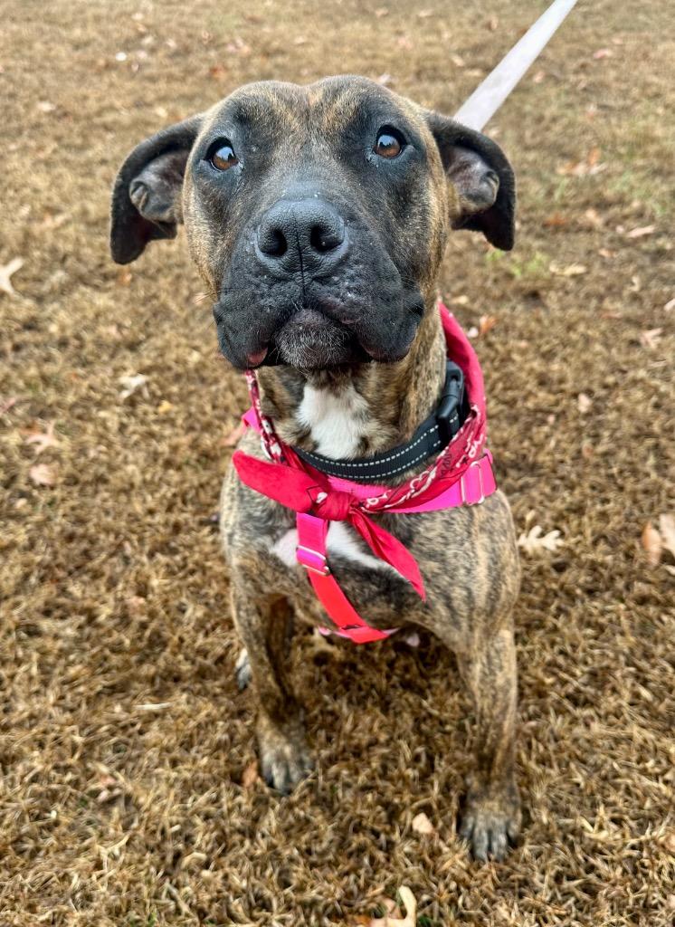 Cassie, a Adoptable American Staffordshire Terrier in Ewing, NJ image 5/6