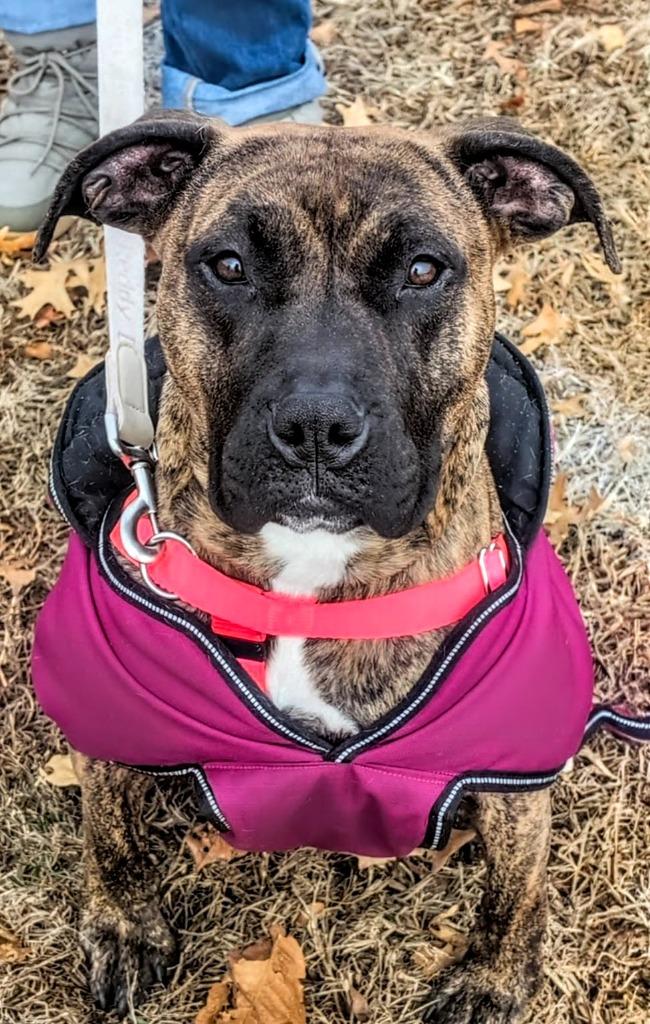 Cassie, a Adoptable American Staffordshire Terrier in Ewing, NJ image 6/6