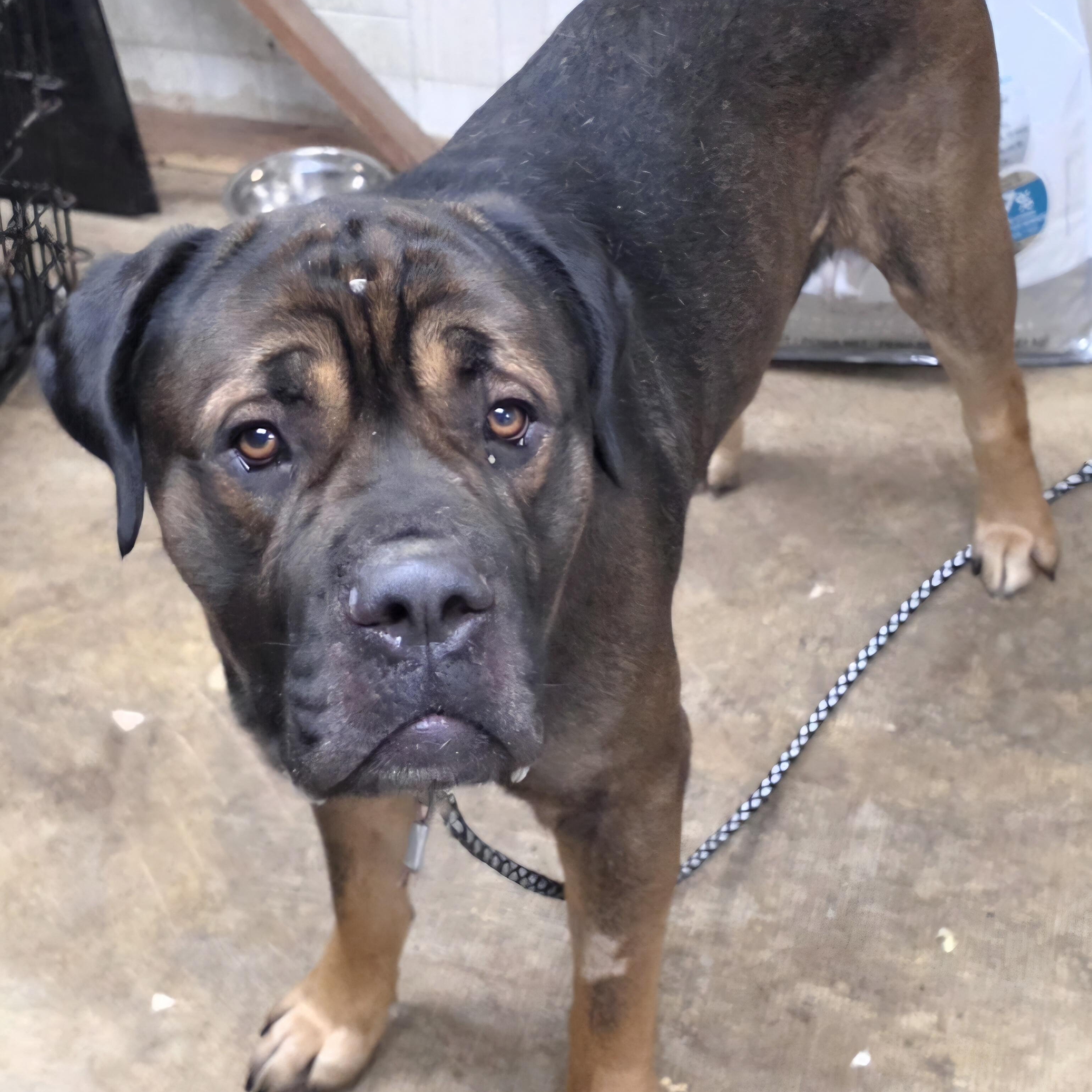 Zeke, Adoptable, Adult Male Mastiff.