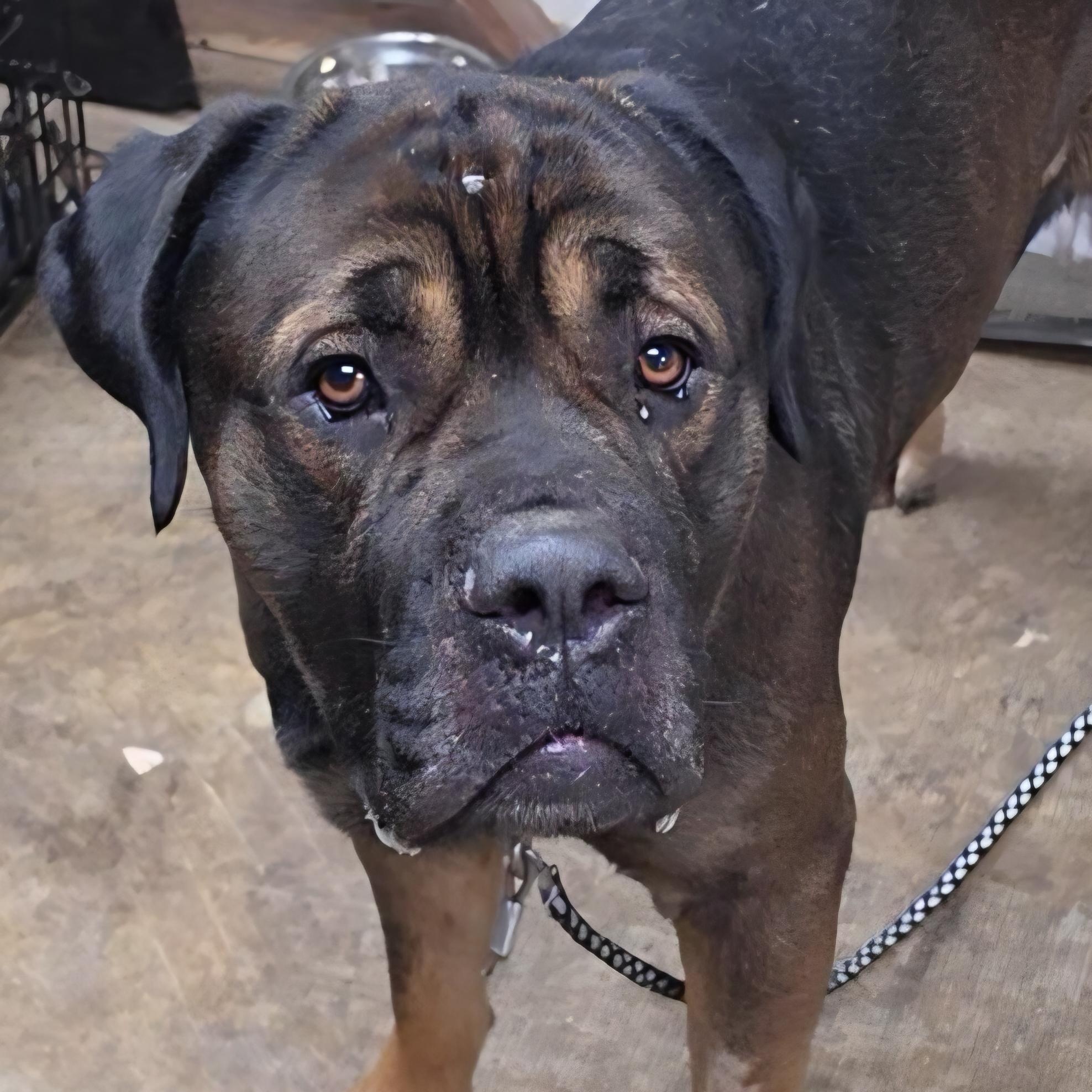 Enlarge Zeke, a Adoptable mixed breed in LaGrange, IN image 4/6