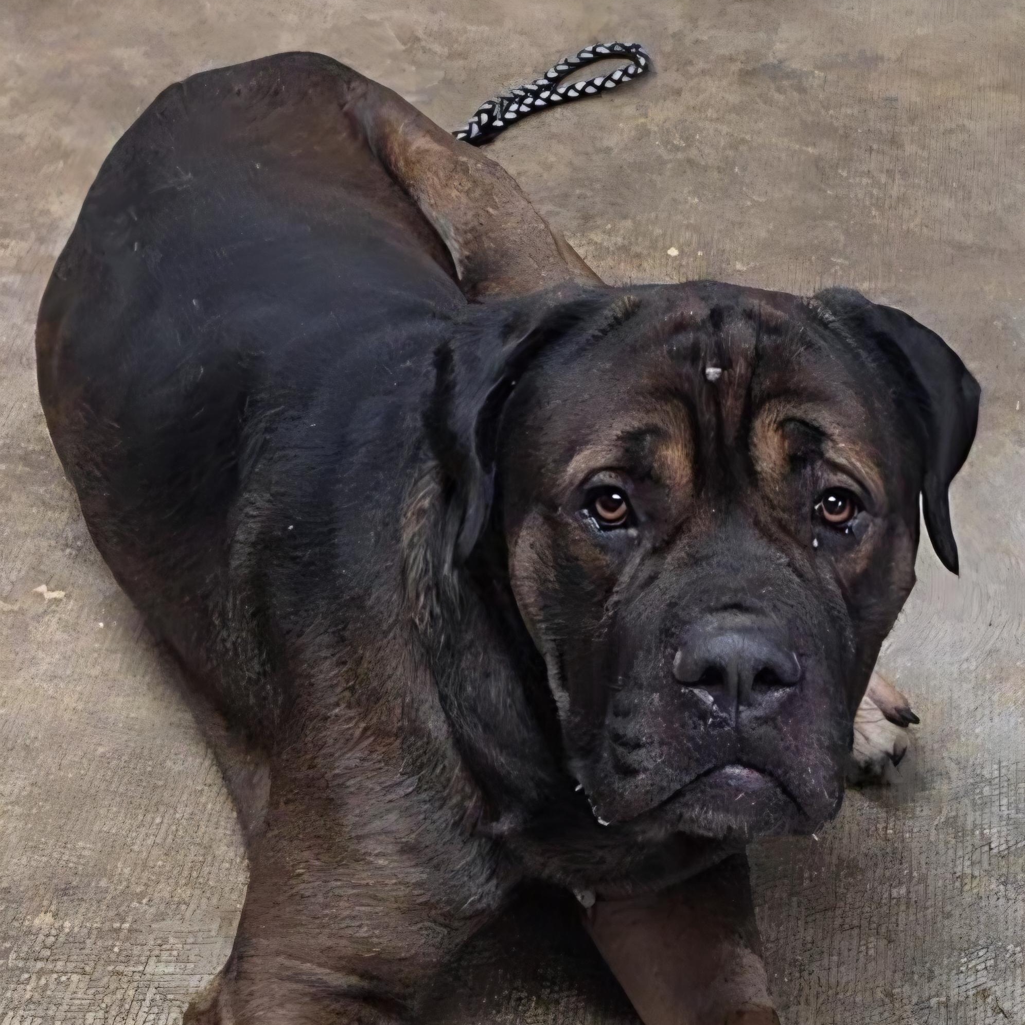 Enlarge Zeke, a Adoptable mixed breed in LaGrange, IN image 5/6