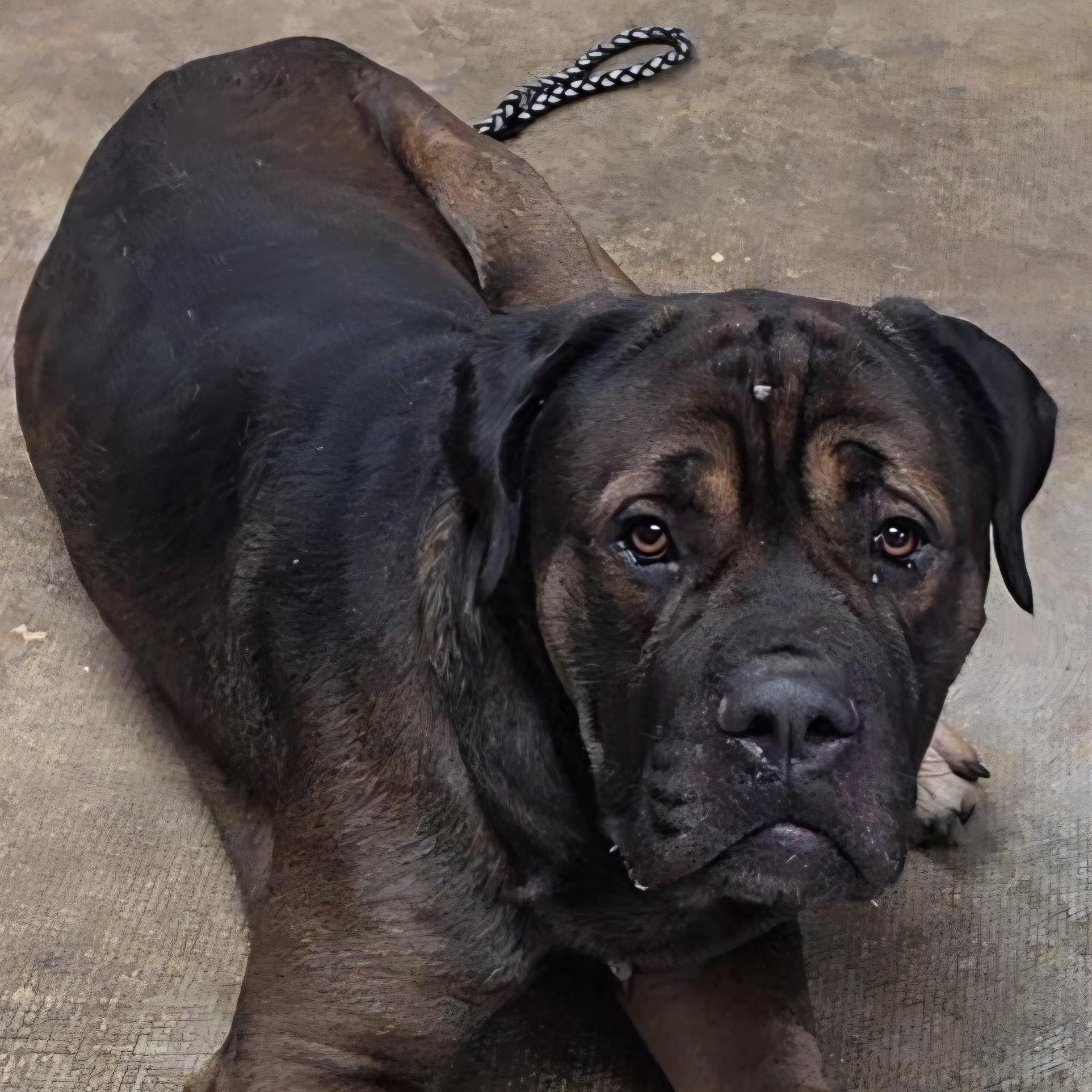 Enlarge Zeke, a Adoptable mixed breed in LaGrange, IN image 2/6
