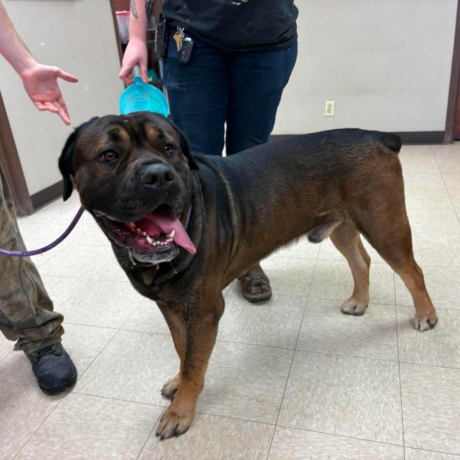 Enlarge Zeke, a Adoptable mixed breed in LaGrange, IN image 6/6