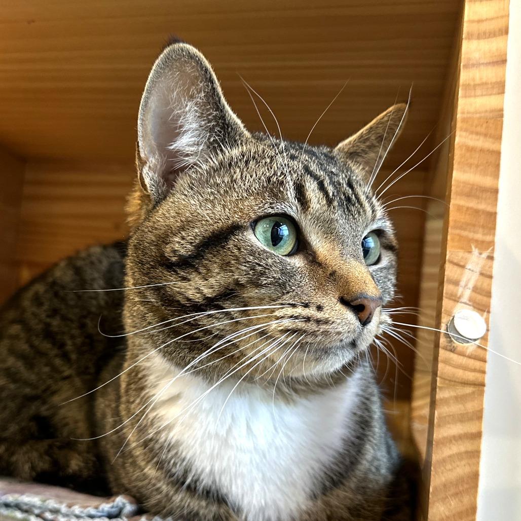 Enlarge Custard, a Adoptable Domestic Short Hair in Washington Township, OH image 1/6