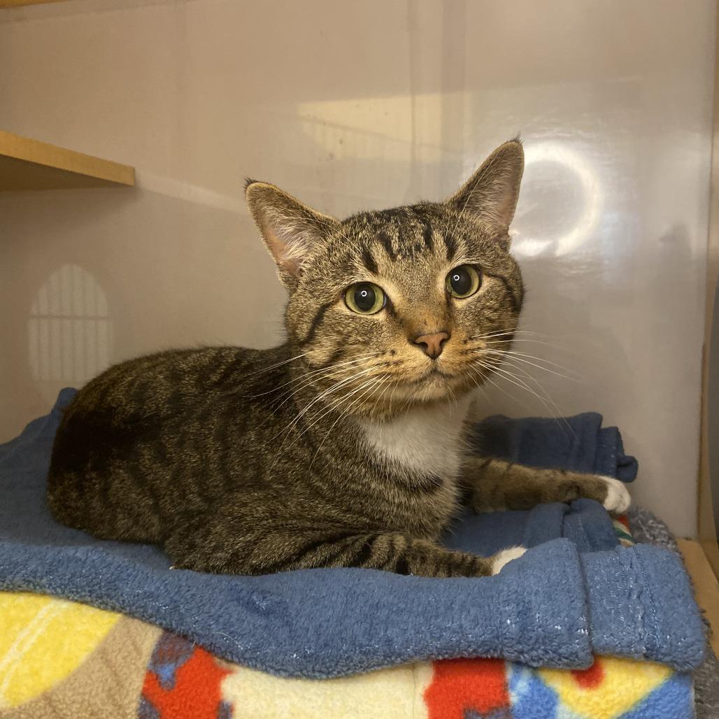 Enlarge Custard, a Adoptable Domestic Short Hair in Washington Township, OH image 2/6