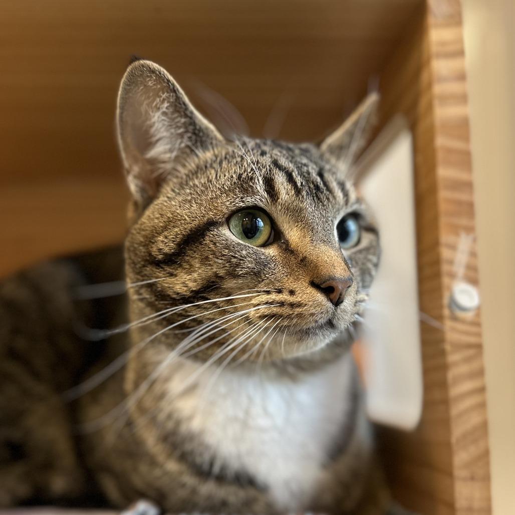 Enlarge Custard, a Adoptable Domestic Short Hair in Washington Township, OH image 3/6